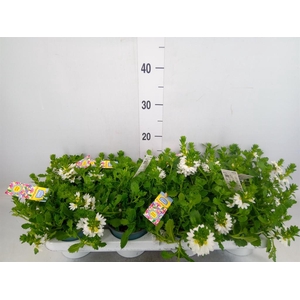 Scaevola aemula   ...