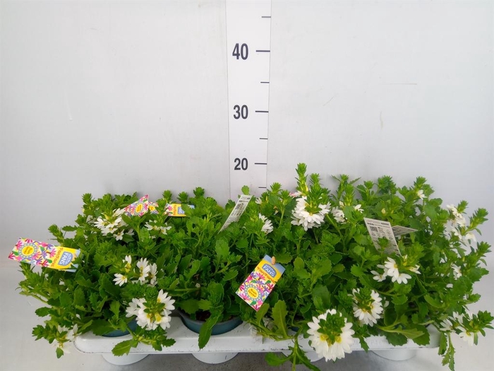 <h4>Scaevola aemula   ...</h4>