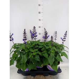 Salvia  'Salgoon Lake Blueberry'