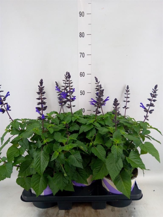 <h4>Salvia  'Salgoon Lake Blueberry'</h4>