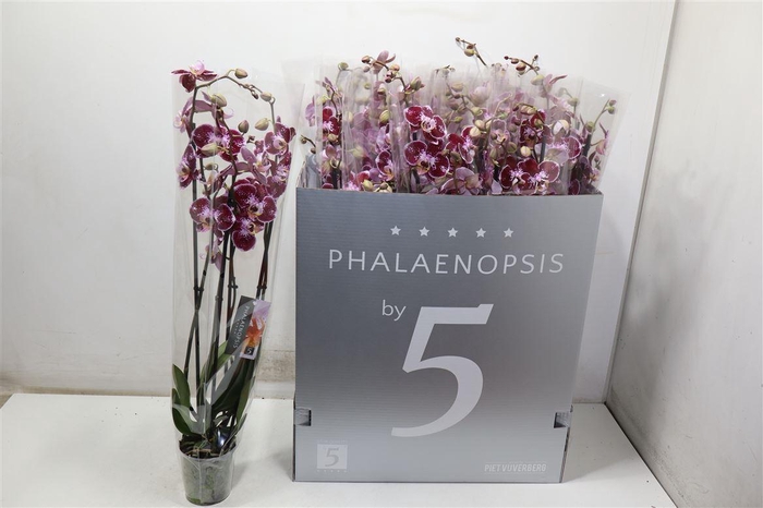 <h4>Phal Ov Rood</h4>