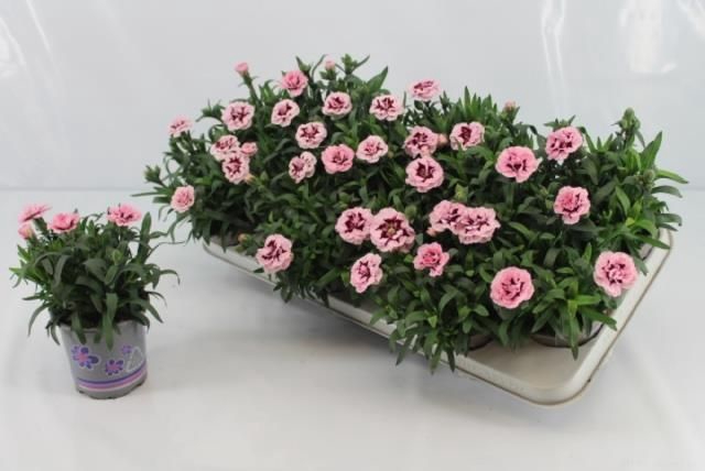 <h4>DIAN OSC PURPLE STAR</h4>