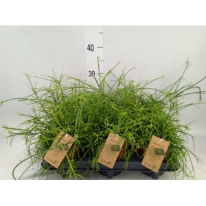 Rhipsalis baccifera 'Oasis'