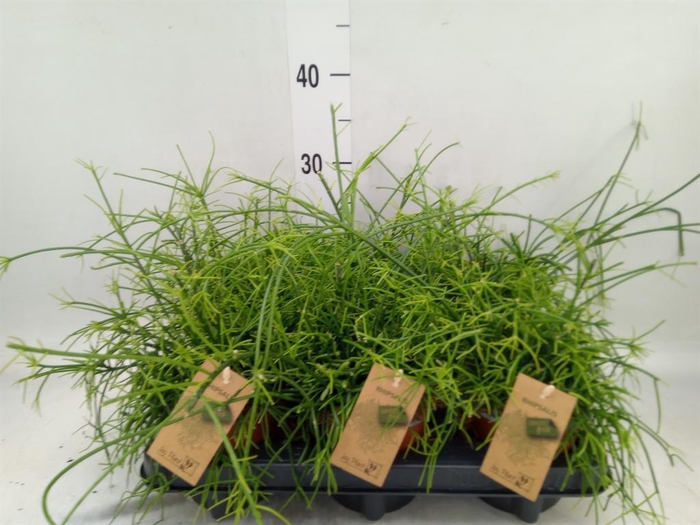 <h4>Rhipsalis baccifera 'Oasis'</h4>