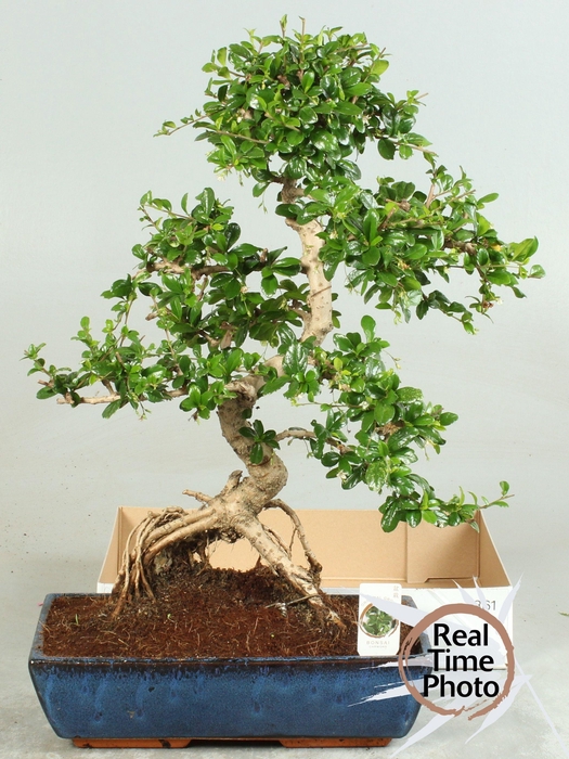 <h4>BONSAI GEM</h4>