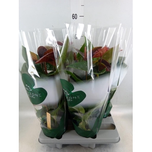 Anthurium andr. 'Essencia'