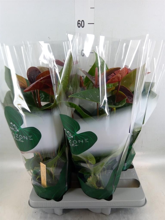 <h4>Anthurium andr. 'Essencia'</h4>