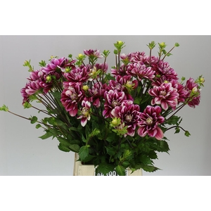 Dahlia Purple O