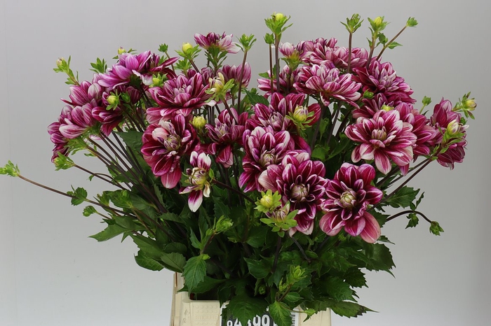<h4>Dahlia Purple O</h4>