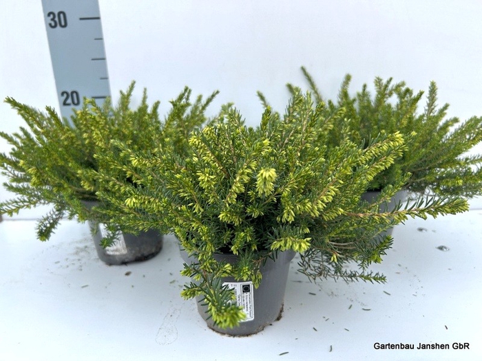 <h4>Erica dar. Darley Dale</h4>