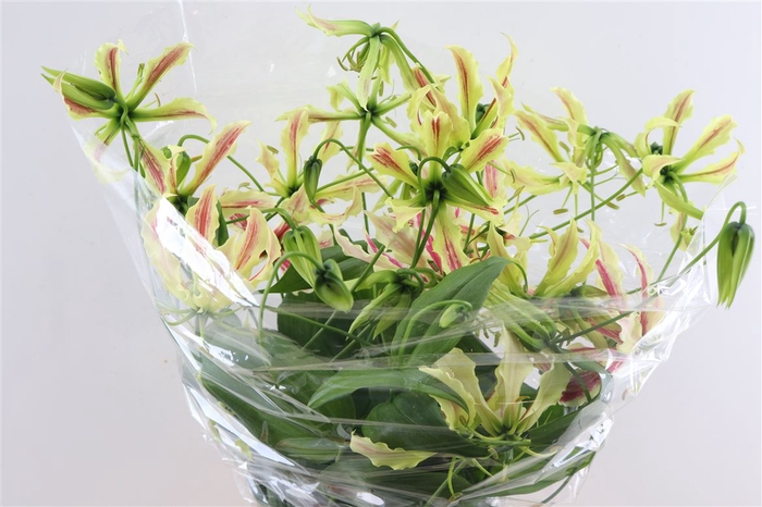 Gloriosa Lime