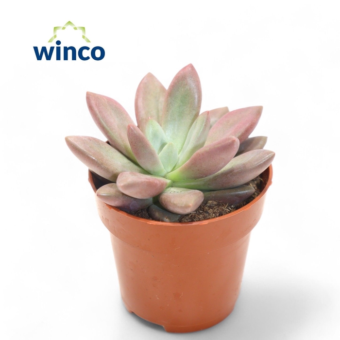 <h4>Graptoveria Rosie Crow</h4>