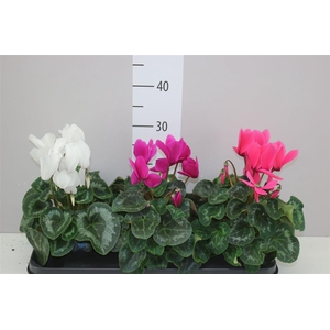 Cyclamen Gr S S Xl Gemengd