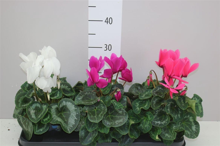 <h4>Cyclamen Gr S S Xl Gemengd</h4>
