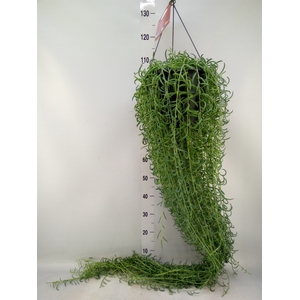 Senecio   ...