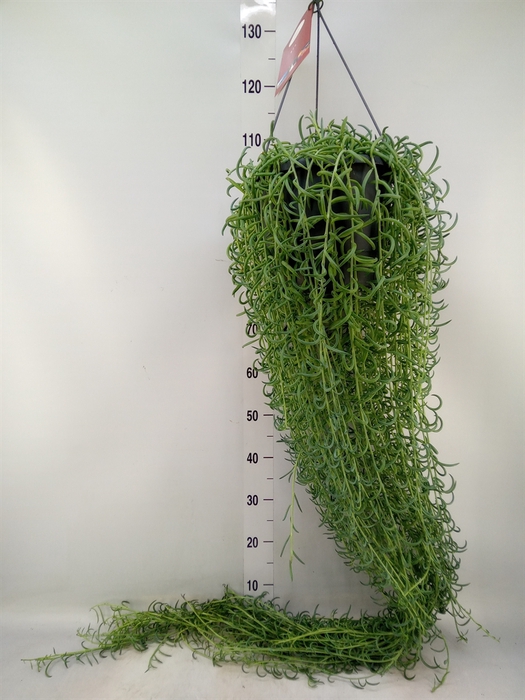 <h4>Senecio   ...</h4>