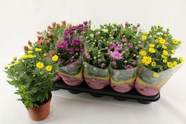 <h4>Chrys Gevuldbl Gem</h4>