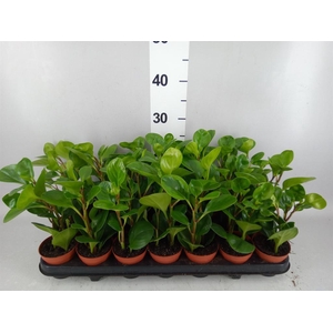 Peperomia