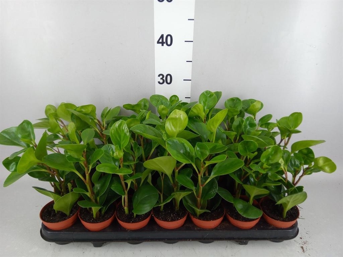 <h4>Peperomia</h4>