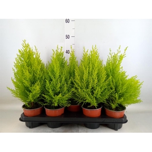 Cupressus macro. 'Goldcrest Wilma'