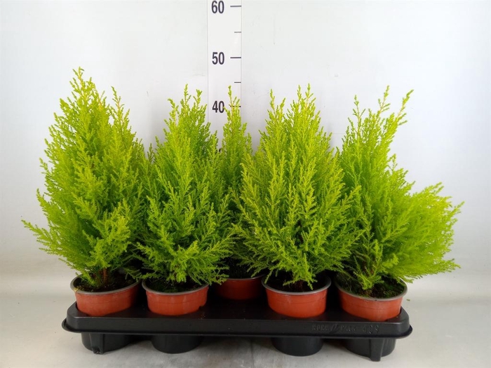 <h4>Cupressus macro. 'Goldcrest Wilma'</h4>