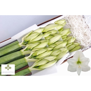 AMARYLLIS MONT BLANC