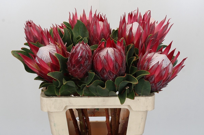 <h4>Protea Cynaroides Madiba</h4>
