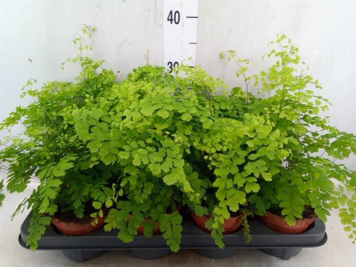 <h4>Adiantum raddi. 'Fragrans'</h4>