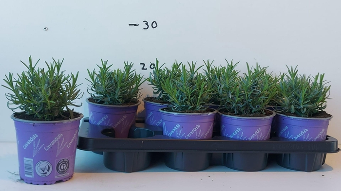 <h4>LAVAN AN MUNSTEAD</h4>