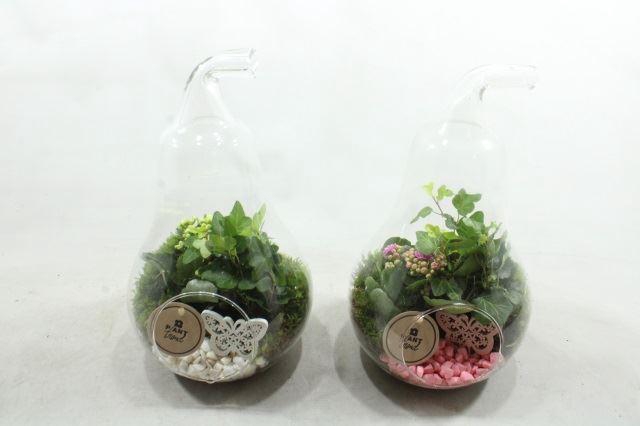 <h4>6626 PEER RO/WIT</h4>