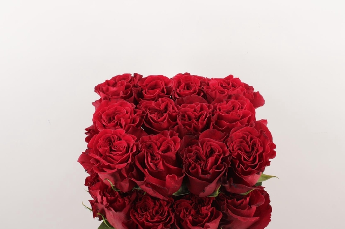 <h4>R Gr Hearts</h4>