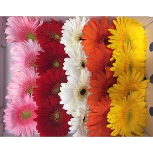 Gerbera Gr Mix Rainbow