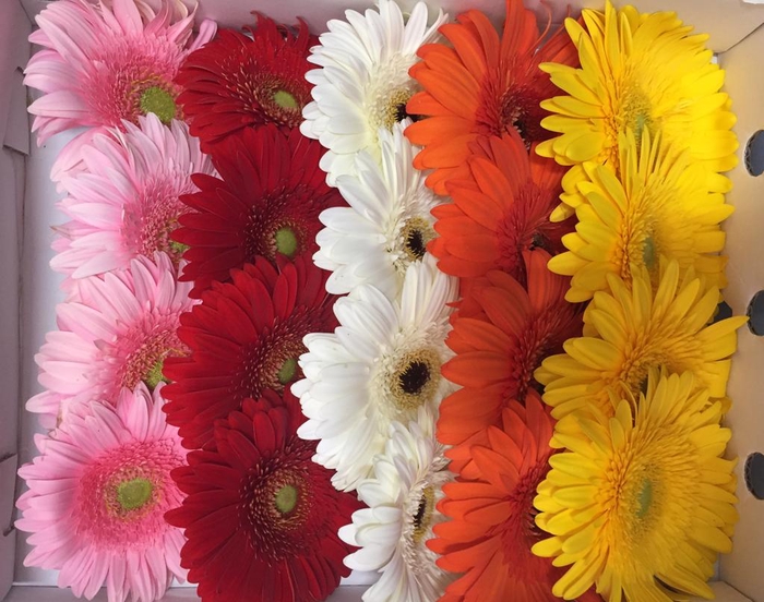 Gerbera Gr Mix