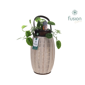 Houten Lantaarn met Scindapsus met 12 LED verlichting batterij