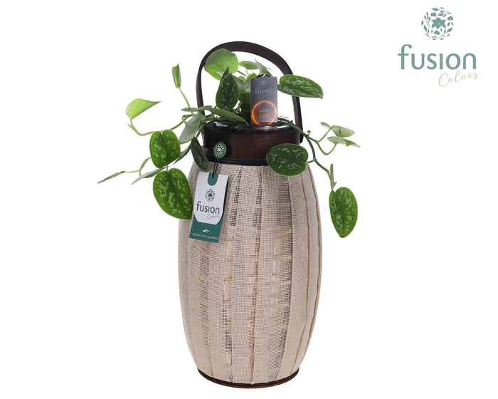 <h4>Houten Lantaarn met Scindapsus met 12 LED verlichting batterij</h4>