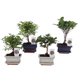 Bonsai Mixed in ø12cm Ceramic with Saucer