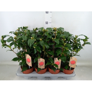 Camellia reticulata 'Mary Williams'
