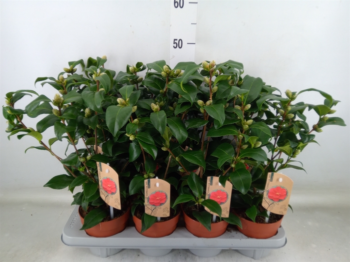 <h4>Camellia reticulata 'Mary Williams'</h4>
