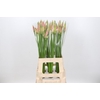 Nerine Vesta K