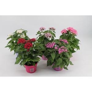 Pentas lanceolata