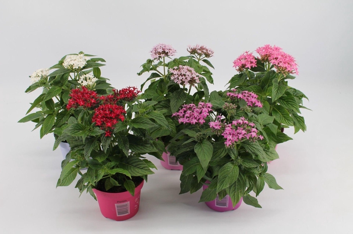 <h4>Pentas lanceolata</h4>