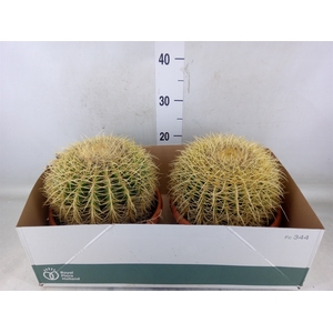 Echinocactus grusonii