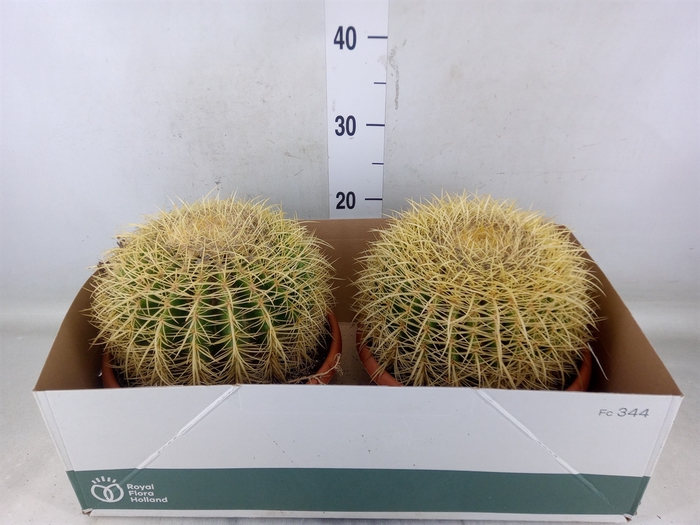 <h4>Echinocactus grusonii</h4>