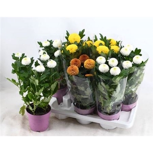 Chrysanthemum (Indicum Grp) Flowerpops mélangé