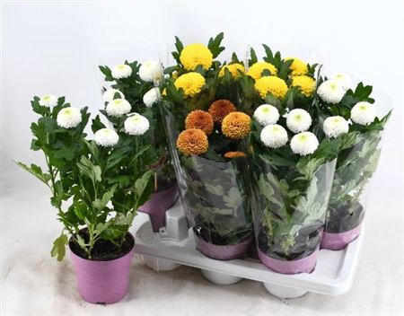 <h4>Chrysanthemum (Indicum Grp) Flowerpops mélangé</h4>