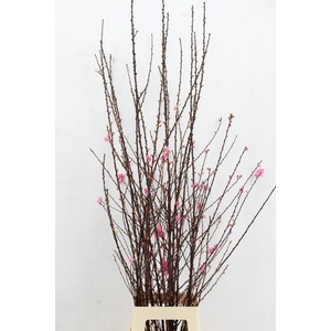 PRUNUS TRILOBA VERTAKT 140CM