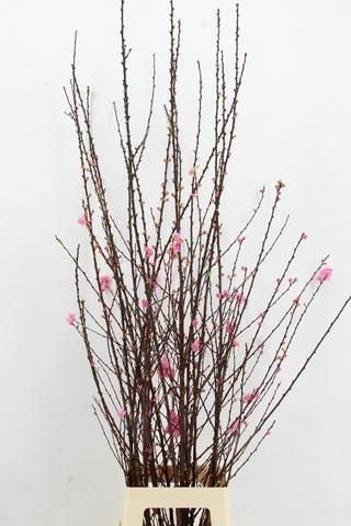 <h4>PRUNUS TRILOBA VERTAKT 140CM</h4>