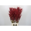 Bromelia Red Paloma
