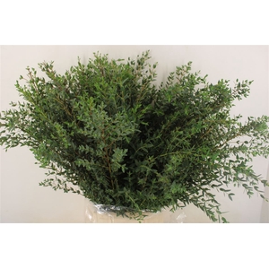 Euca Parvifolia 300gr P Bunch