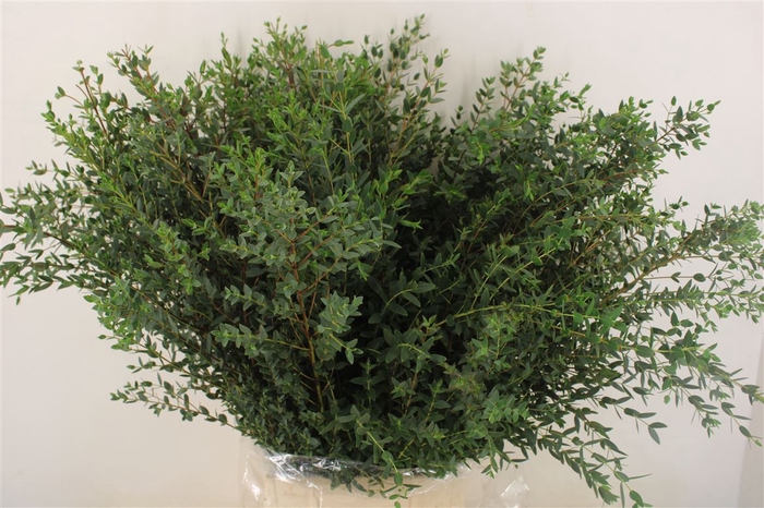 <h4>Euca Parvifolia 300gr P Bunch</h4>